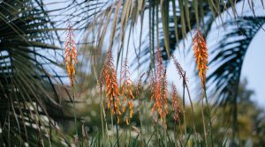 Tropical, Subtropical and woodland planting in Tremenheere Sculpture Gardens in Cornwall.