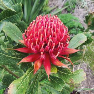 Tremenheere Sculpture Gardens in Cornwall - Gardens in Penzance