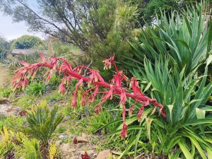 Tremenheere Sculpture Gardens in Cornwall - Gardens in Penzance